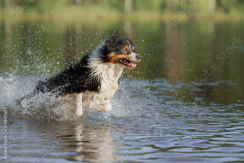 dog jumps into the water. An active pet on the lake. Tricolor australian shepherd 