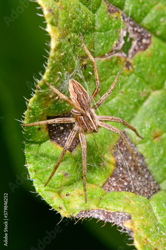 Listspinne (Pisaura mirabilis) - Nursery web spider photo