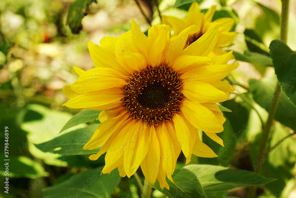 Sunflower flower closeup lit by the sun. Sunflower flower closeup lit by the sun.