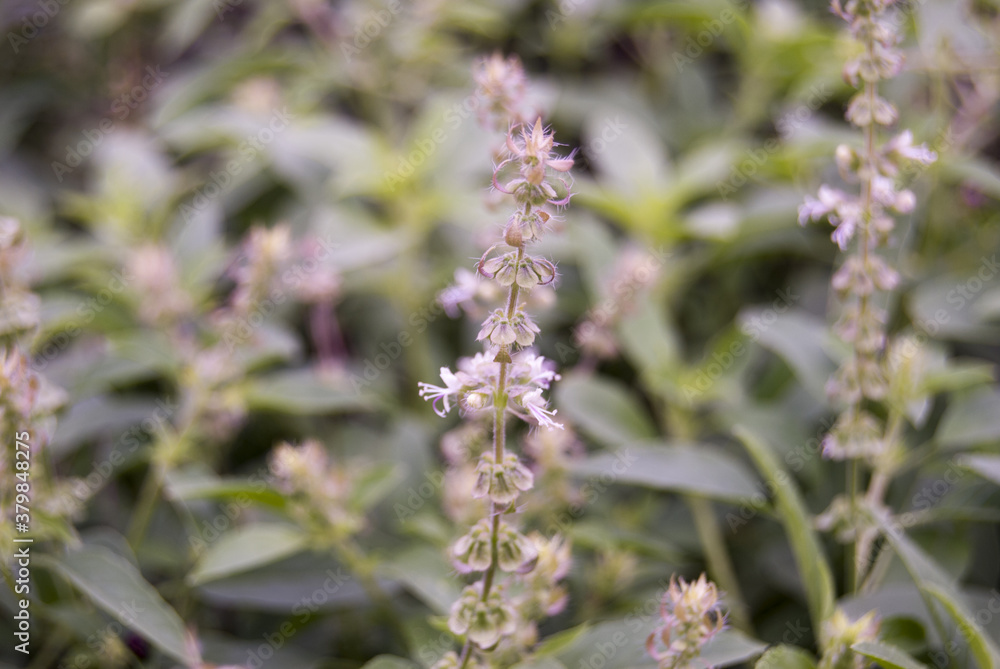 Obraz premium False color ~ Basil is an interspecies hybrid between two species of basil, Ocimum basilicum and O. americanum.