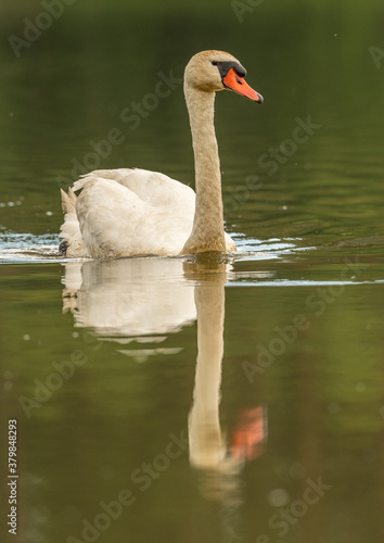 Fototapeta Naklejka Na Ścianę i Meble -  swan on a lake swimming, with reflection