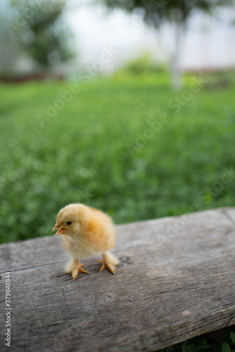 Small yellow chicken on a wooden bench. A wooden bench stands on a green lawn. Space for text.