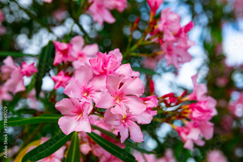 Pink flowers on blooming nerium or oleander shrubs