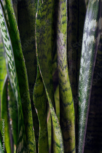 Snseveieria Trifasciata Leaves photo