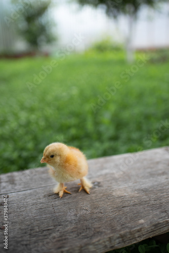 Small yellow chicken on a wooden bench. A wooden bench stands on a green lawn. Space for text.