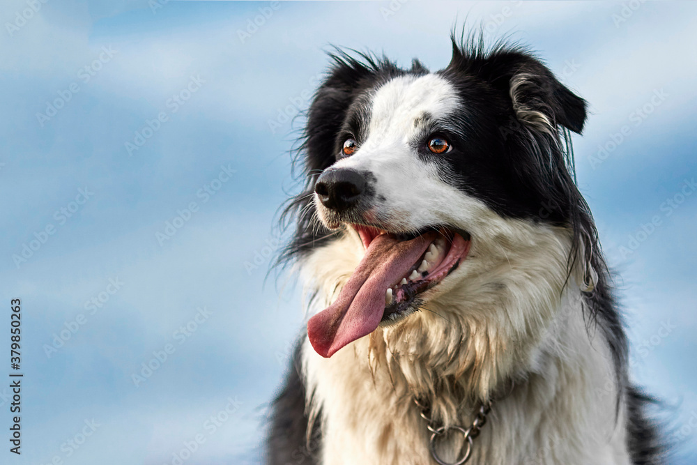 Handsome Border Collie Pure Breed Sheep Dog. Head shot close up against blue sky.