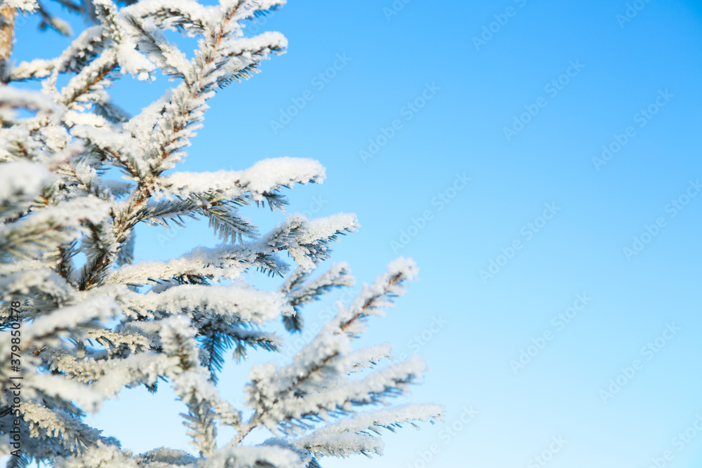 Winter forest with trees covered in snow and frost Winter forest with trees covered in snow and frost
