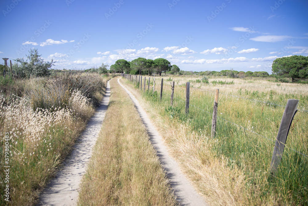 Camargue country lane horizontal