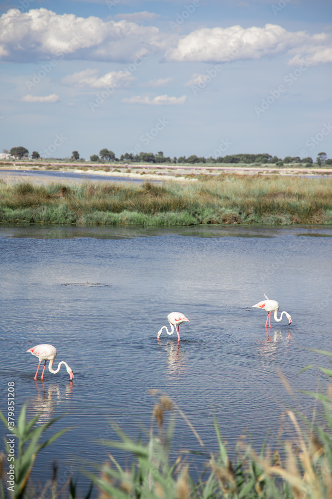 Camargue countryside 3 flamingos