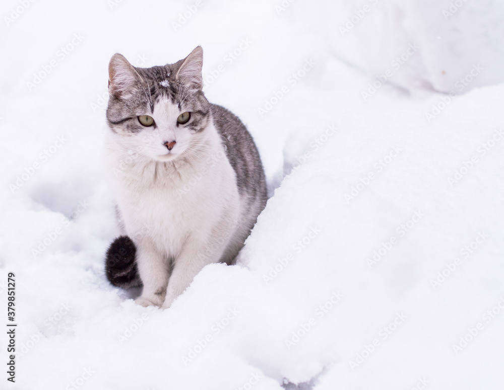 White cat surrounded by snow