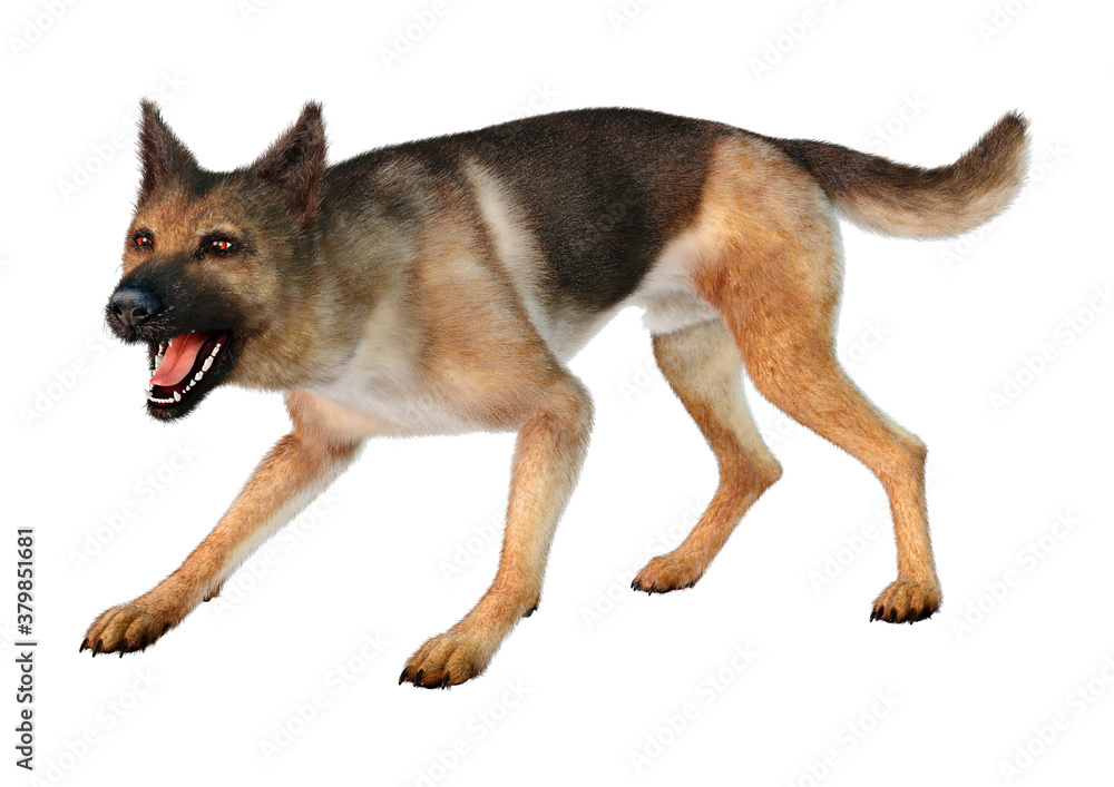 3D Rendering German Shepherd on White 3D Rendering German Shepherd on White
