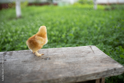 Small yellow chicken on a wooden bench. A wooden bench stands on a green lawn. Space for text.