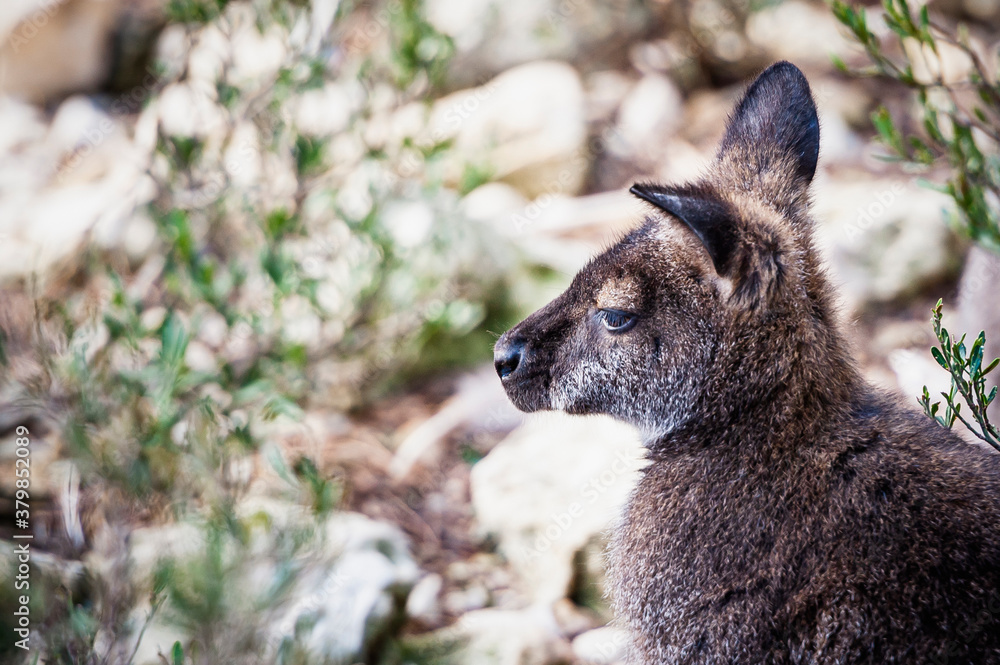 Naklejka premium Adorable wallaby de bennett dans un parc animalier 