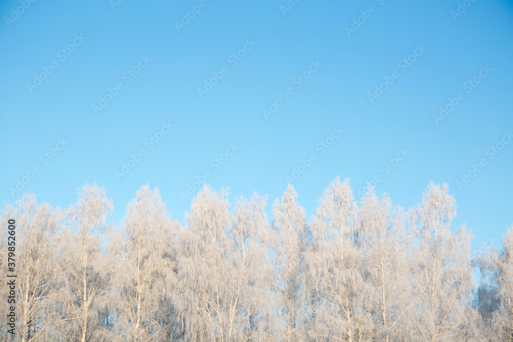 Winter forest with trees covered in snow and frost Winter forest with trees covered in snow and frost