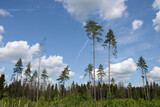 Pine forest and blue sky