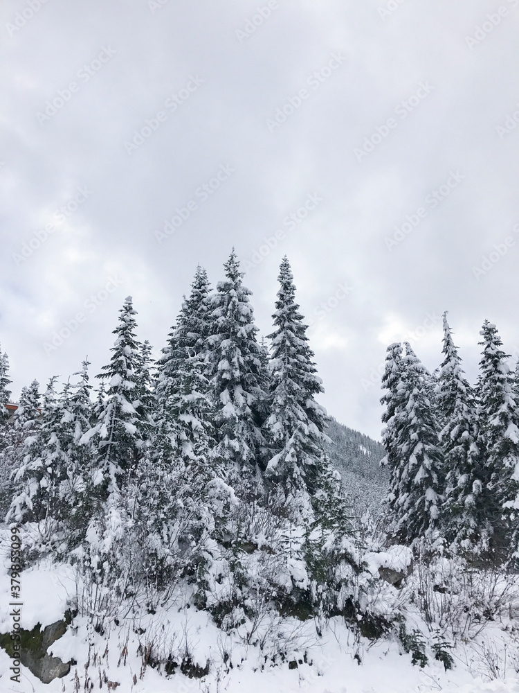 Snow capped trees Snow capped trees