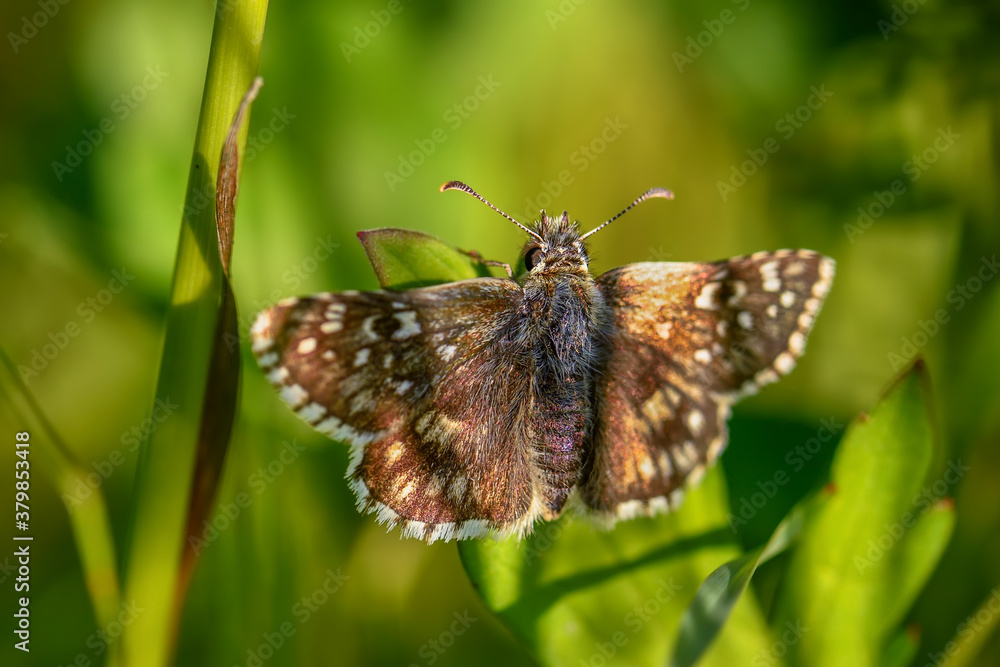 Oberthürs Grizzled Skipper - Pyrgus armoricanus, beautiful small butterfly from European meadows and grasslands, Zlin, Czech Republic. Oberthürs Grizzled Skipper - Pyrgus armoricanus, beautiful small butterfly from European meadows and grasslands, Zlin, Czech Republic.