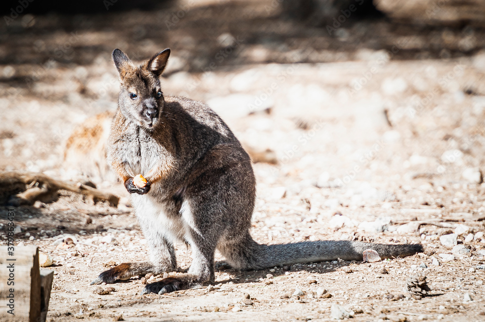 Adorable wallaby de bennett dans un parc animalier Adorable wallaby de bennett dans un parc animalier