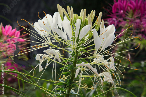 Spinnenblume photo