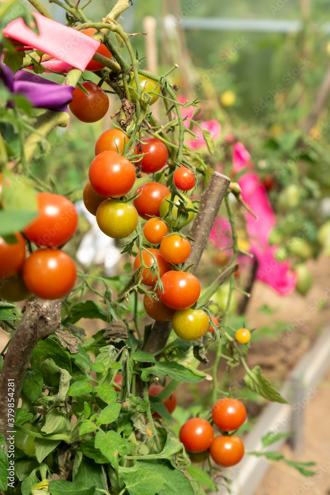 green and red tomatoes grow in the vegetable garden. New harvest in vegetable garden.