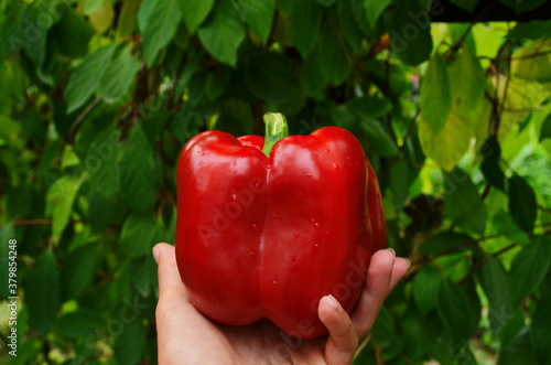 female hands hold red pepper. Harvesting, healthy , diet food