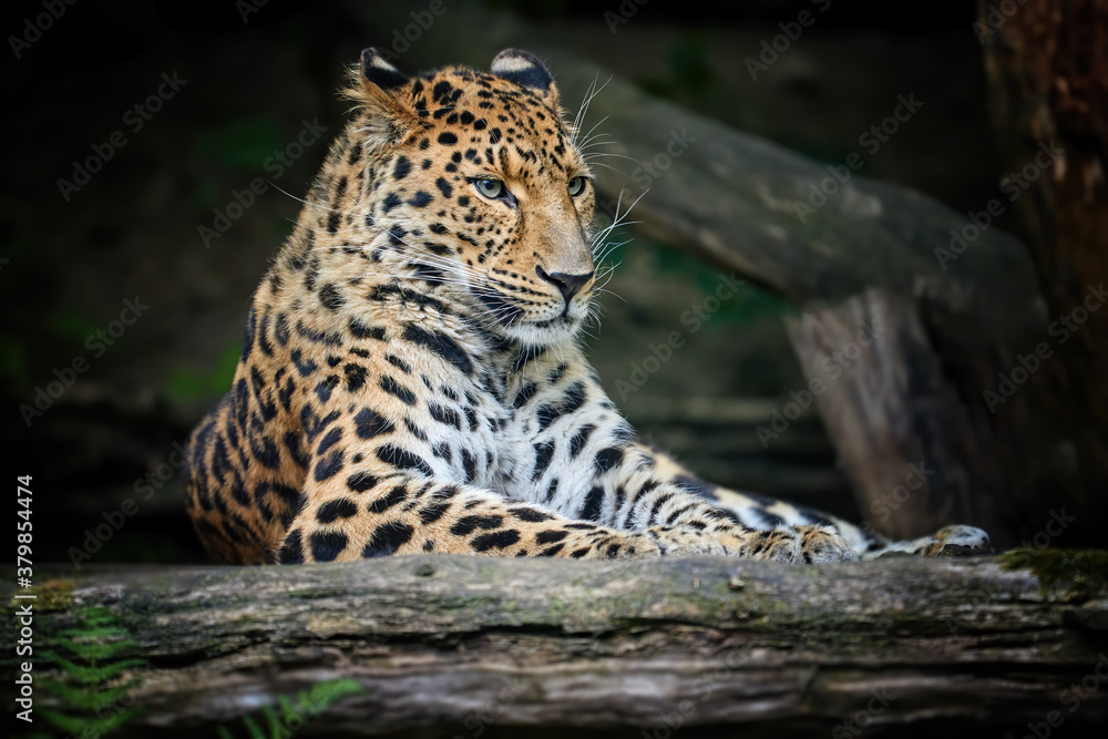 Fototapeta premium Portrait of amazing Amur leopard, Panthera pardus orientalis, looking directly at camera against Dark, natural background. Critically Endangered animal .