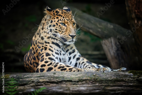Portrait of amazing Amur leopard, Panthera pardus orientalis, looking directly at camera against Dark, natural background. Critically Endangered animal .