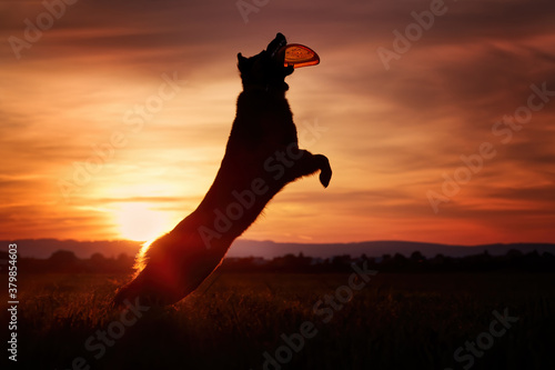 Fototapeta Naklejka Na Ścianę i Meble -  Silhouette of Bohemian shepherd, purebred dog, catching orange disk against colorful red evening sky. Black and brown, hairy shepherd dog in action. Active family dog in training games.