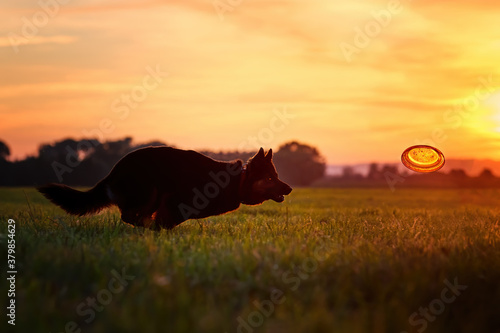 Silhouette of Bohemian shepherd, purebred dog, catching orange disk against colorful red evening sky. Black and brown, hairy shepherd dog in action. Active family dog in training games.