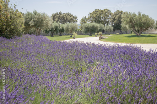 Provence Drome lavender & olive trees