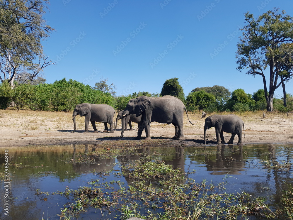 Fototapeta premium Chobe National Park in Africa