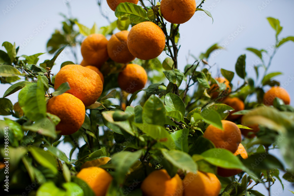 Oranges On Tree in Garden Oranges On Tree in Garden