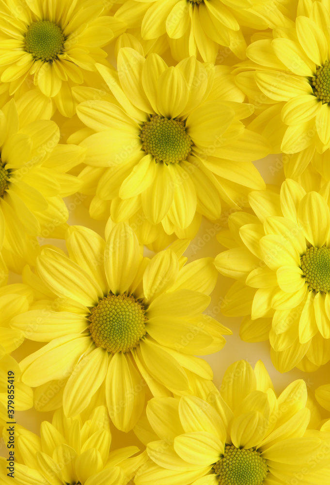 Yellow camomile, flower background, yellow georgina pattern photography, august bright flowers Yellow camomile, flower background, yellow georgina pattern photography, august bright flowers