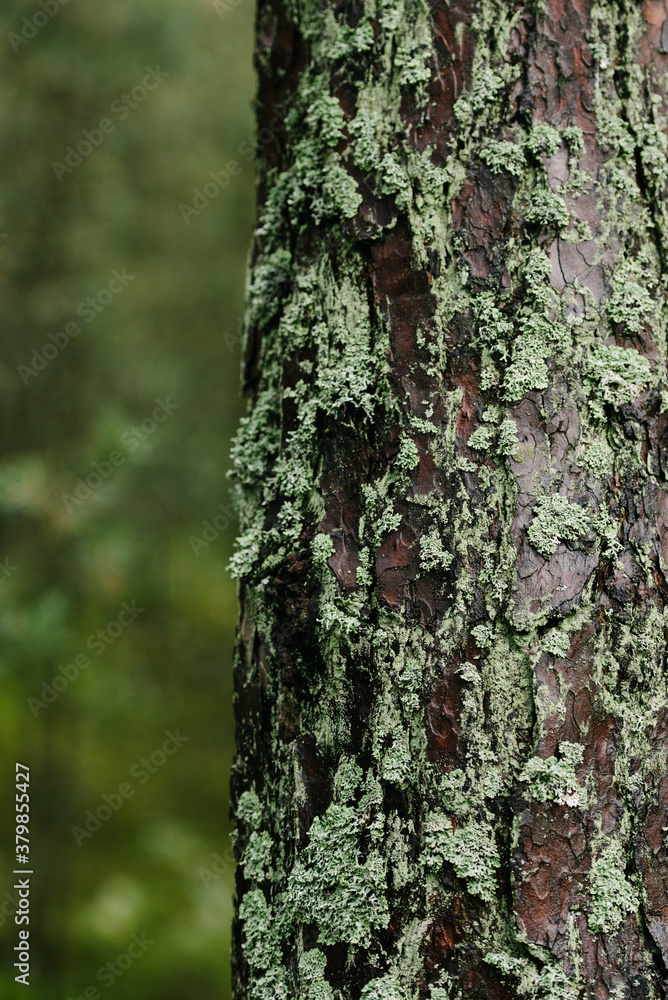 Mossy tree