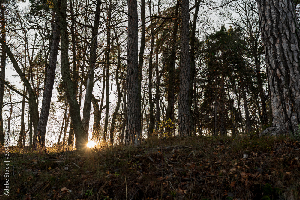 The sun hiding between the trees in the middle of the forest