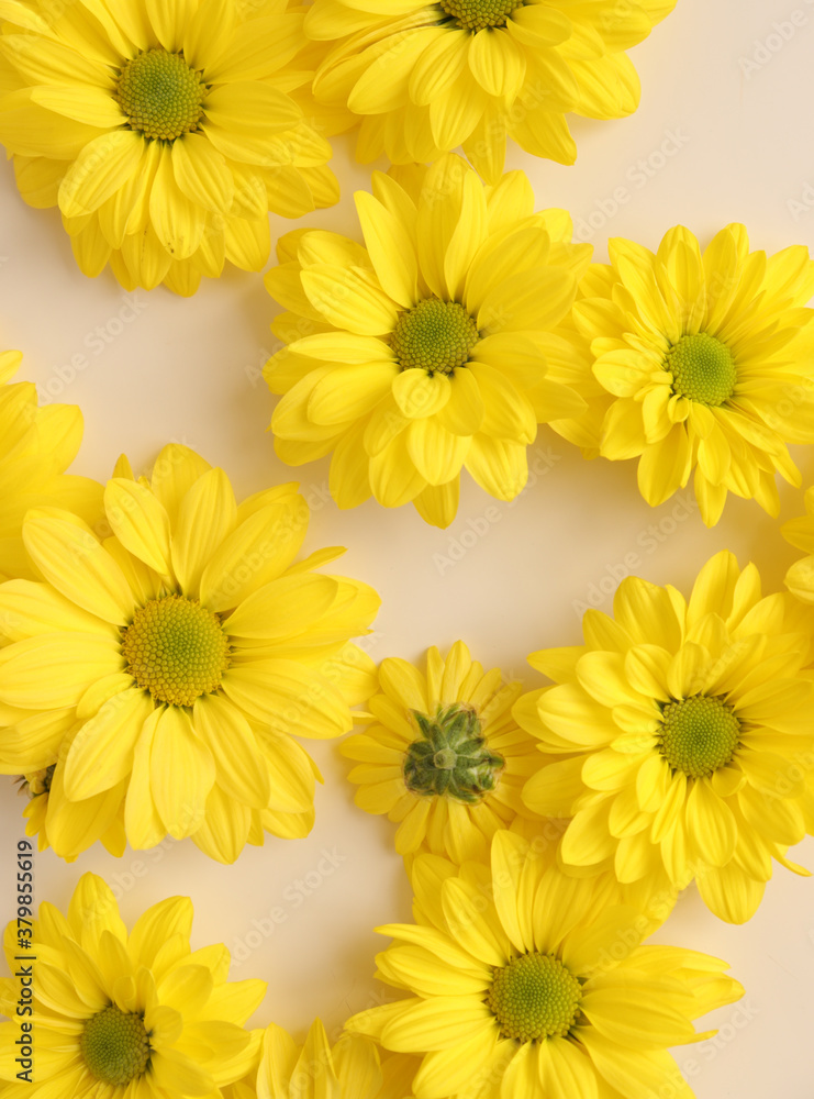 Yellow camomile, flower background, yellow georgina pattern photography, august bright flowers