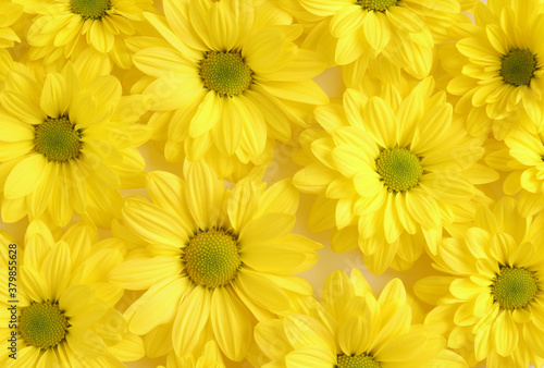 Yellow camomile  flower background  yellow georgina pattern photography  august bright flowers