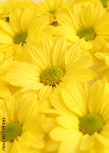 Yellow camomile  flower background  yellow georgina pattern photography  august bright flowers