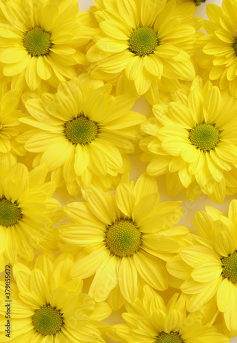 Yellow camomile  flower background  yellow georgina pattern photography  august bright flowers