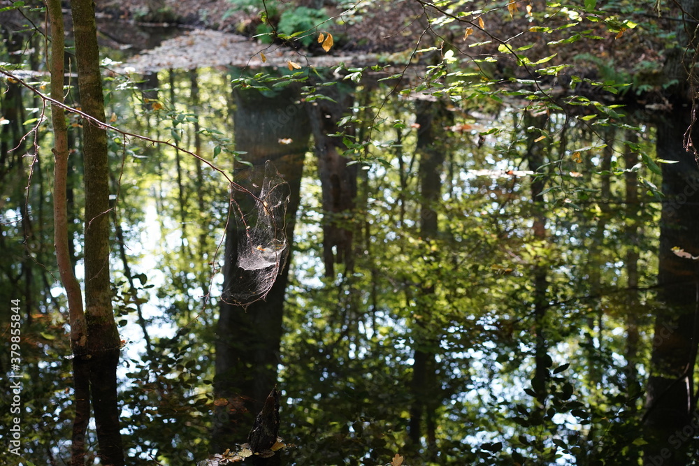 Fototapeta premium Spinnennetz an einem Zweig über einer Wasserfläche mit Spiegelungen im Wald