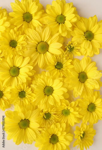 Yellow camomile  flower background  yellow georgina pattern photography  august bright flowers