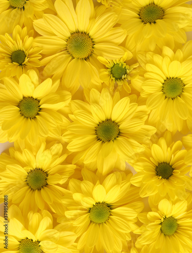 Yellow camomile  flower background  yellow georgina pattern photography  august bright flowers