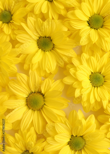 Yellow camomile  flower background  yellow georgina pattern photography  august bright flowers