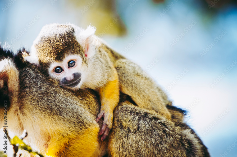 Obraz premium Bébé singe saïmiri jaune à tête noire ou singe-écureuil