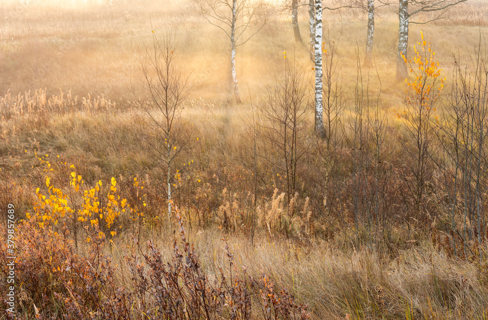 Russian autumn forest in the fog Russian autumn forest in the fog