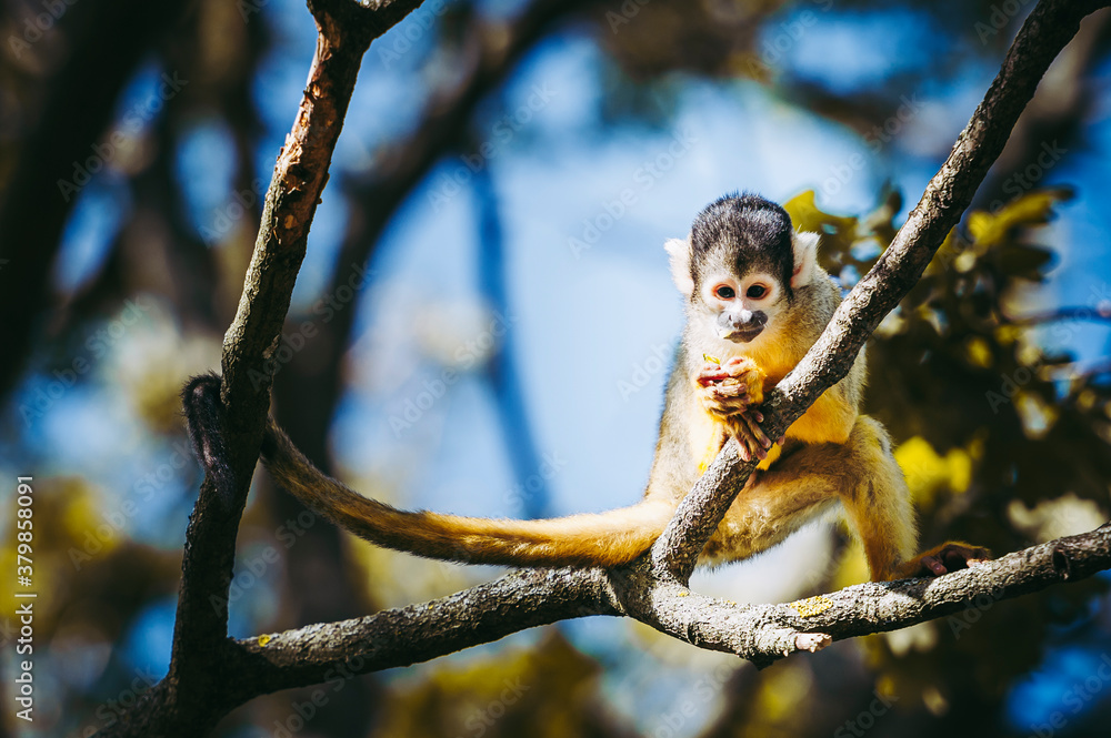 Obraz premium Petit singe saïmiri jaune à tête noire ou singe-écureuil