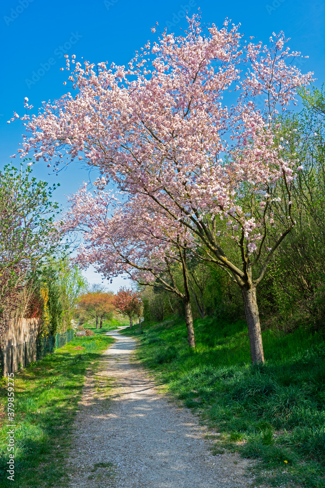 Footpath with pink flowering trees Footpath with pink flowering trees