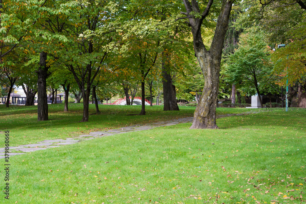 Obraz premium 黄葉が始まった秋の公園 