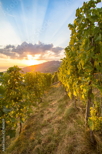 Vineyards in Lavaux region, Switzerland © robertdering