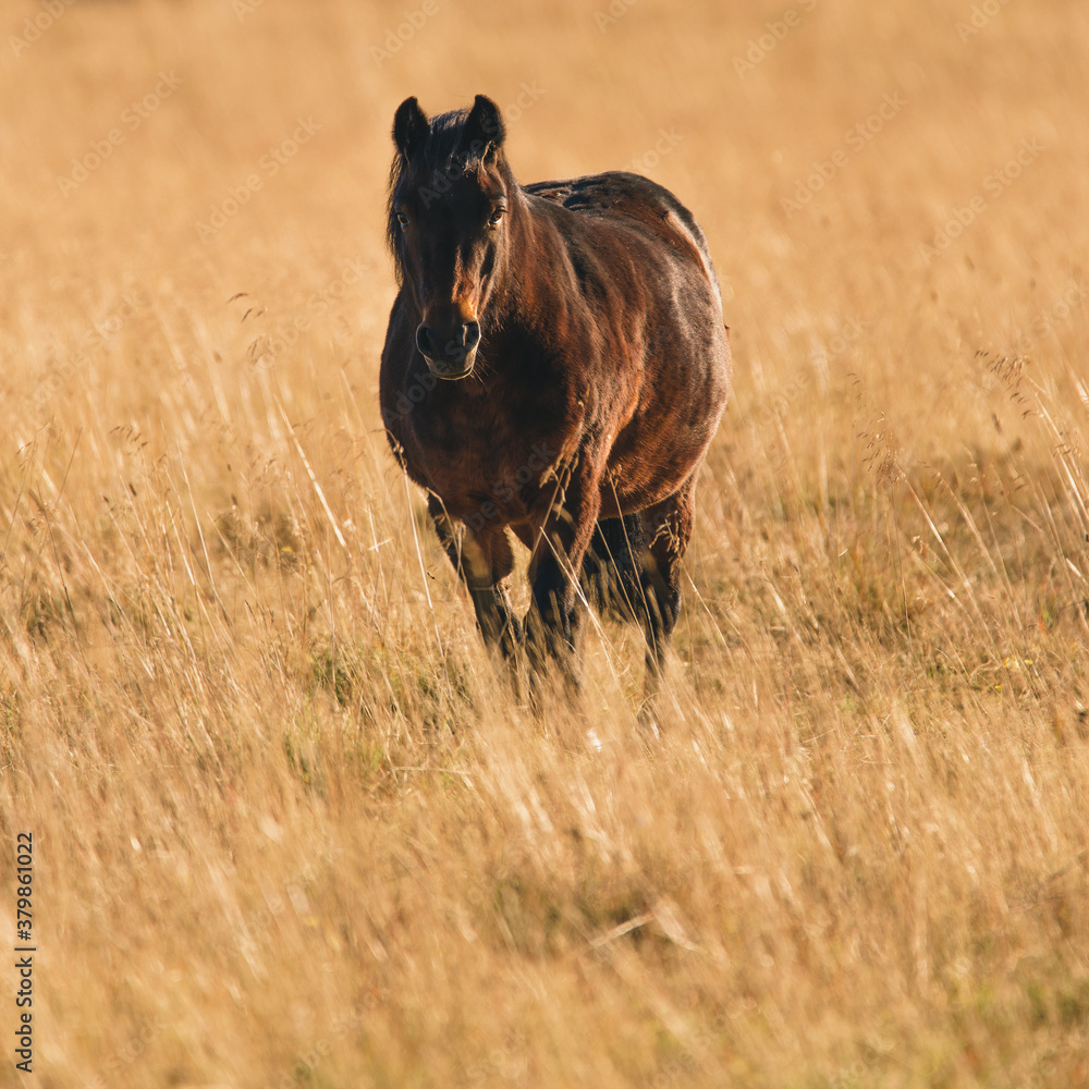 Brown horse on autumn field at sunset